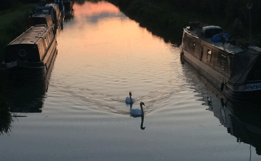 Canal narrowboats and swans